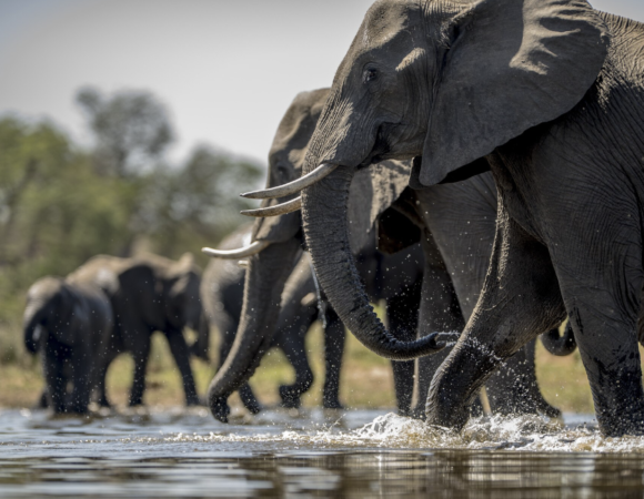 Experience the 3-Night South Luangwa Special with African Vacations! - $1405.00