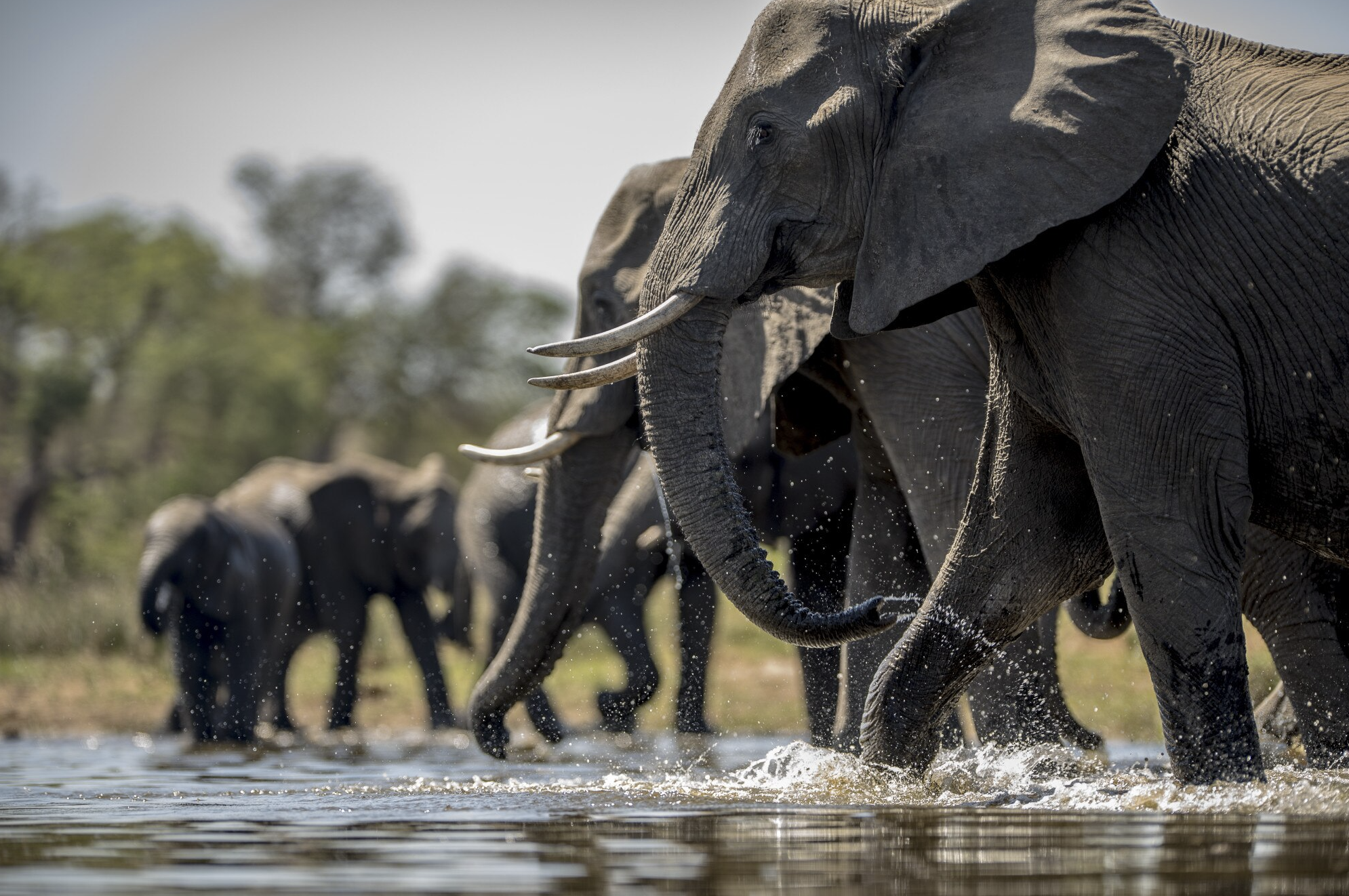 Experience the 3-Night South Luangwa Special with African Vacations! - $1405.00